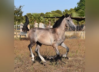 Andalusier, Hengst, 1 Jahr, 165 cm, Schimmel