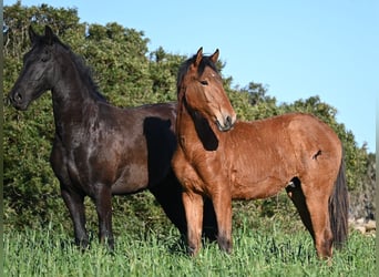 Andalusier Mix, Hengst, 1 Jahr, 168 cm, Brauner