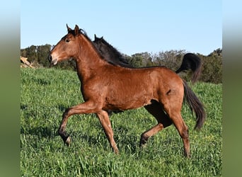 Andalusier Mix, Hengst, 1 Jahr, 168 cm, Brauner
