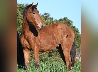 Andalusier Mix, Hengst, 1 Jahr, 168 cm, Brauner