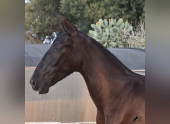 Andalusier, Hengst, 1 Jahr, 168 cm, Rappe