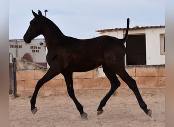 Andalusier, Hengst, 1 Jahr, 168 cm, Rappe