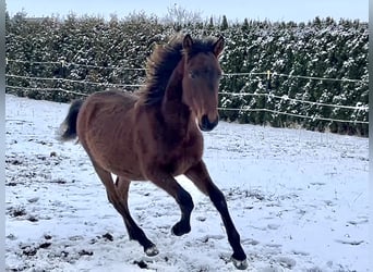 Andalusier, Hengst, 1 Jahr, Brauner