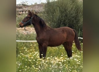 Andalusier, Hengst, 1 Jahr, Brauner