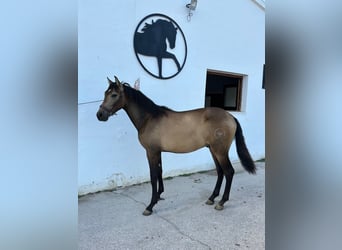 Andalusier, Hengst, 1 Jahr, Falbe