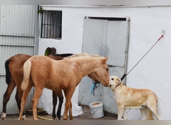 Andalusier, Hengst, 1 Jahr, Palomino