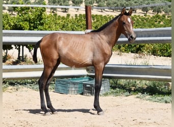 Andalusier, Hengst, 1 Jahr, Schimmel