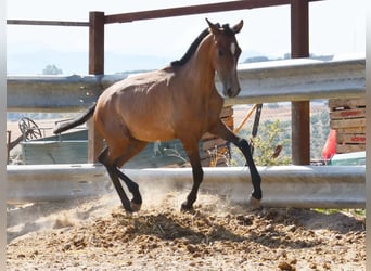 Andalusier, Hengst, 1 Jahr, Schimmel