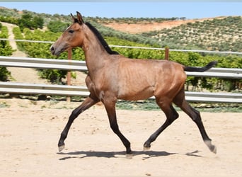 Andalusier, Hengst, 1 Jahr, Schimmel