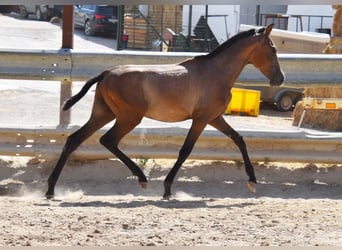 Andalusier, Hengst, 1 Jahr, Schimmel