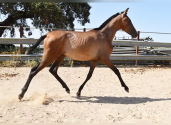 Andalusier, Hengst, 1 Jahr, Schimmel