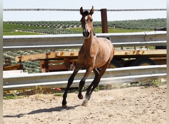 Andalusier, Hengst, 1 Jahr, Schimmel