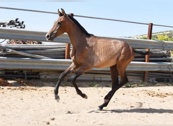 Andalusier, Hengst, 1 Jahr, Schimmel