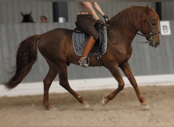 Andalusier, Hengst, 24 Jahre, 148 cm, Fuchs
