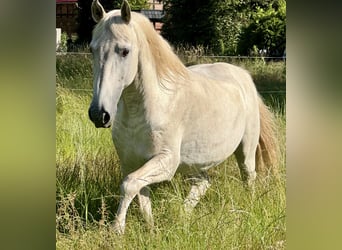 Andalusiër, Hengst, 25 Jaar, 155 cm, Schimmel