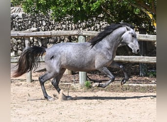 Andalusiër, Hengst, 2 Jaar, 148 cm, Schimmel