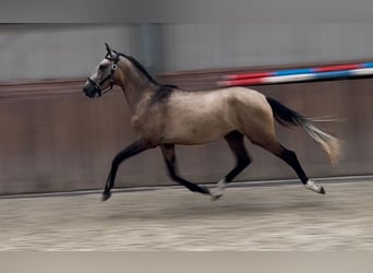 Andalusiër Mix, Hengst, 2 Jaar, 152 cm, Buckskin