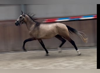 Andalusiër Mix, Hengst, 2 Jaar, 152 cm, Buckskin