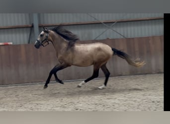Andalusiër Mix, Hengst, 2 Jaar, 152 cm, Buckskin