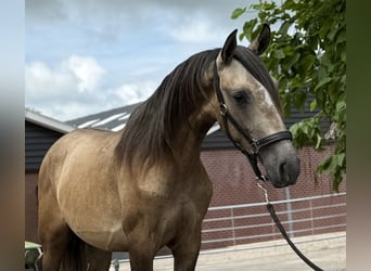 Andalusiër Mix, Hengst, 2 Jaar, 152 cm, Buckskin