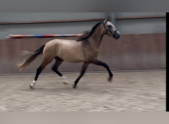 Andalusiër Mix, Hengst, 2 Jaar, 152 cm, Buckskin