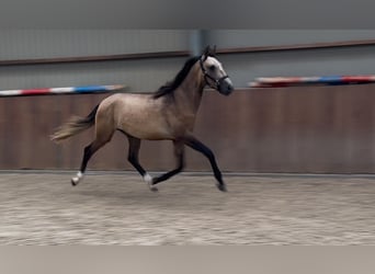 Andalusiër Mix, Hengst, 2 Jaar, 152 cm, Buckskin