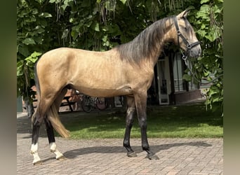 Andalusiër Mix, Hengst, 2 Jaar, 152 cm, Buckskin