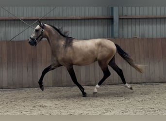 Andalusiër Mix, Hengst, 2 Jaar, 152 cm, Buckskin