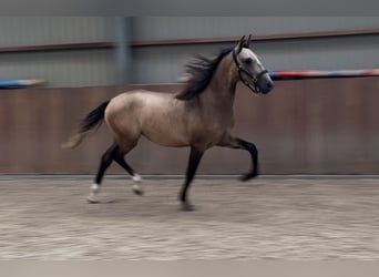 Andalusiër Mix, Hengst, 2 Jaar, 152 cm, Buckskin