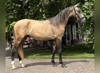 Andalusiër Mix, Hengst, 2 Jaar, 152 cm, Buckskin
