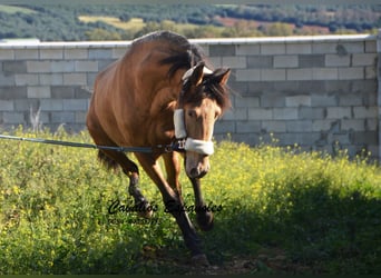 Andalusiër, Hengst, 2 Jaar, 152 cm, Champagne