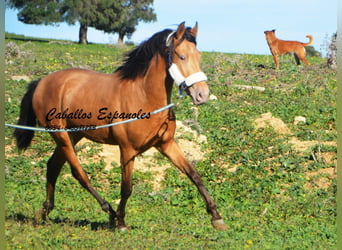 Andalusiër, Hengst, 2 Jaar, 152 cm, Champagne