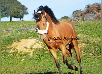 Andalusiër, Hengst, 2 Jaar, 152 cm, Champagne