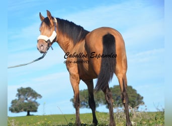 Andalusiër, Hengst, 2 Jaar, 152 cm, Champagne