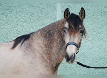 Andalusiër, Hengst, 2 Jaar, 152 cm, Falbe