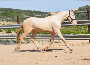 Andalusiër, Hengst, 2 Jaar, 152 cm, Perlino