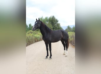 Andalusiër, Hengst, 2 Jaar, 152 cm, Schimmel