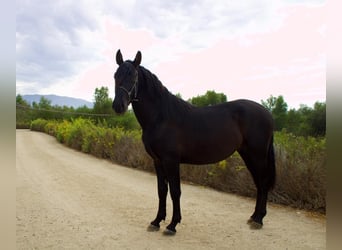 Andalusiër, Hengst, 2 Jaar, 152 cm, Zwart