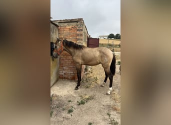 Andalusiër, Hengst, 2 Jaar, 153 cm, Falbe
