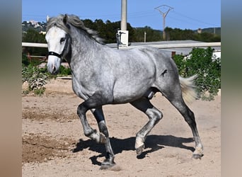 Andalusiër, Hengst, 2 Jaar, 154 cm, Schimmel