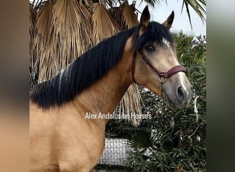 Andalusiër, Hengst, 2 Jaar, 155 cm, Buckskin