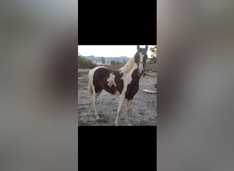 Andalusiër, Hengst, 2 Jaar, 155 cm, Gevlekt-paard