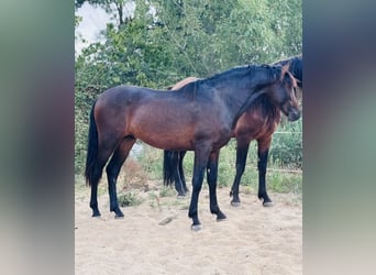 Andalusiër, Hengst, 2 Jaar, 155 cm, Zwartbruin