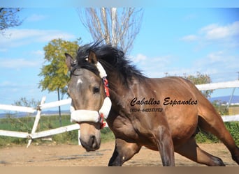 Andalusiër, Hengst, 2 Jaar, 156 cm, Buckskin