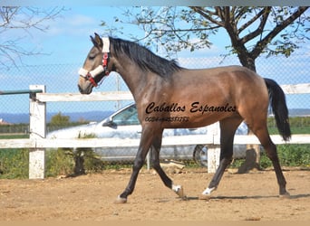 Andalusiër, Hengst, 2 Jaar, 156 cm, Buckskin
