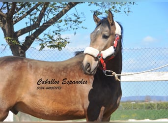 Andalusiër, Hengst, 2 Jaar, 156 cm, Buckskin
