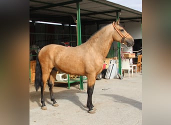 Andalusiër, Hengst, 2 Jaar, 156 cm, Buckskin