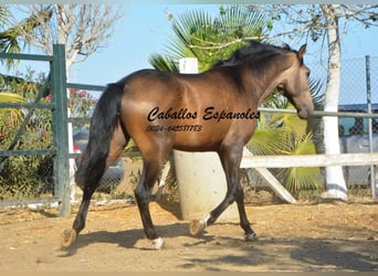 Andalusiër, Hengst, 2 Jaar, 157 cm, Buckskin