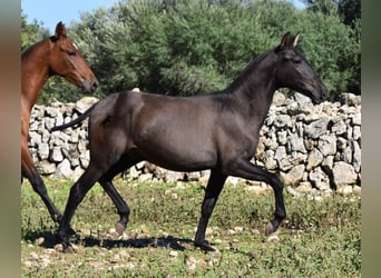 Andalusiër, Hengst, 2 Jaar, 157 cm, Zwart