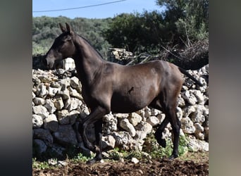 Andalusiër, Hengst, 2 Jaar, 157 cm, Zwart